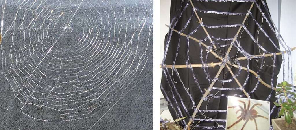 a child’s sense of wonder when finding a spider web